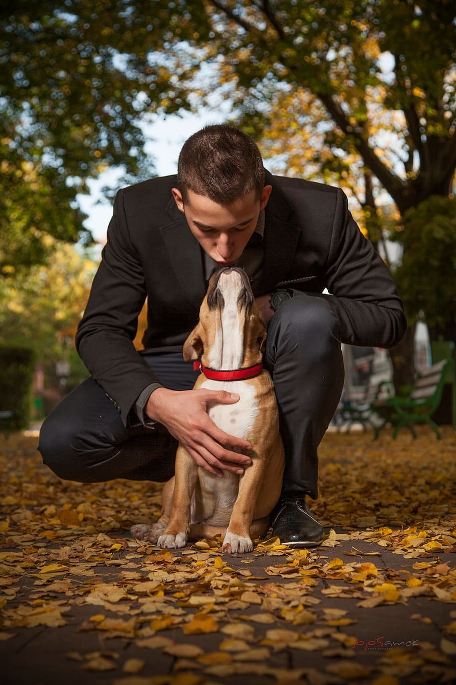 man in black suit and brown American pit bull terrier outdoor HD wallpaper