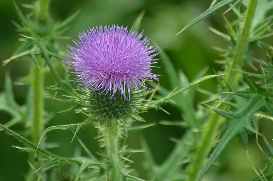 thistle, flowers, summer, nature, violet, quills, wild, france, HD wallpaper
