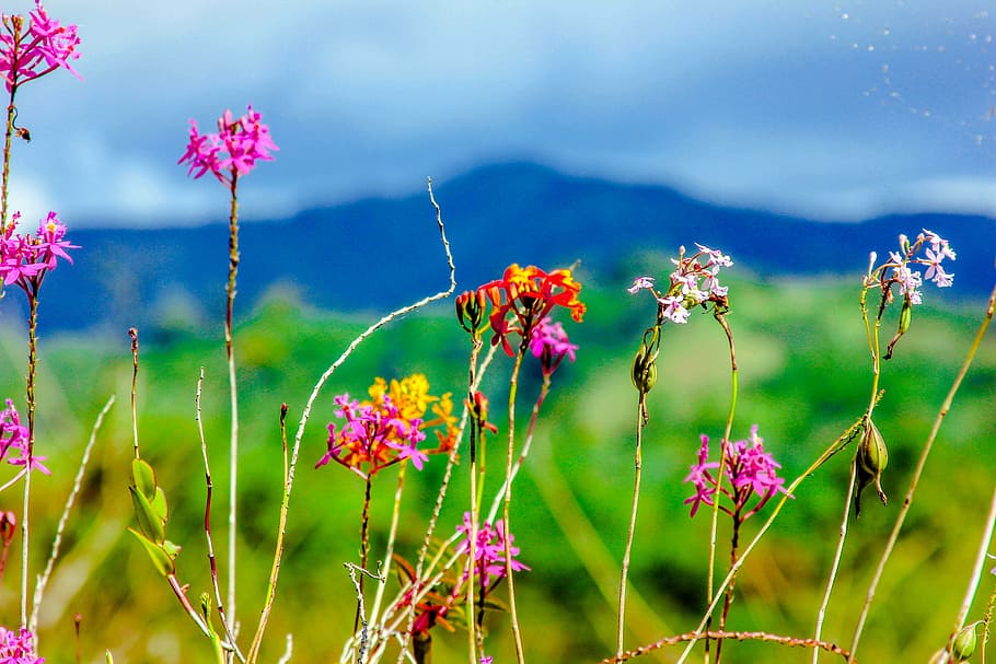 flower, rosa, plants, mountain, flowering plant, freshness HD wallpaper