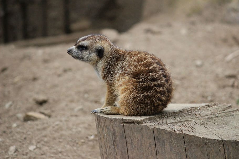 Hd Wallpaper Meerkat Animal Small Brown Cute Zoo Desert Suricate Wallpaper Flare