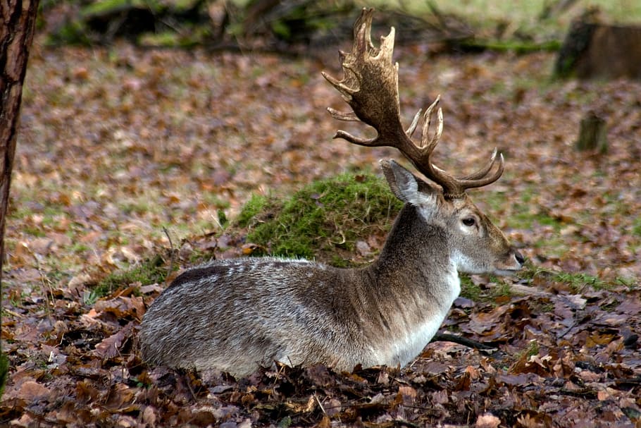 hirsch, fallow deer, forest, nature, animal wildlife, animals in the wild HD wallpaper