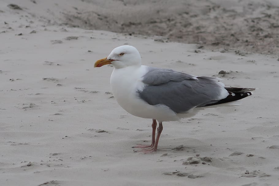 norderney, north sea, beach, coast, nature, maritime, seagull, HD wallpaper