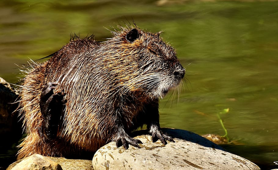 nutria, water rat, splashing, animal world, nature, fur, rodent HD wallpaper