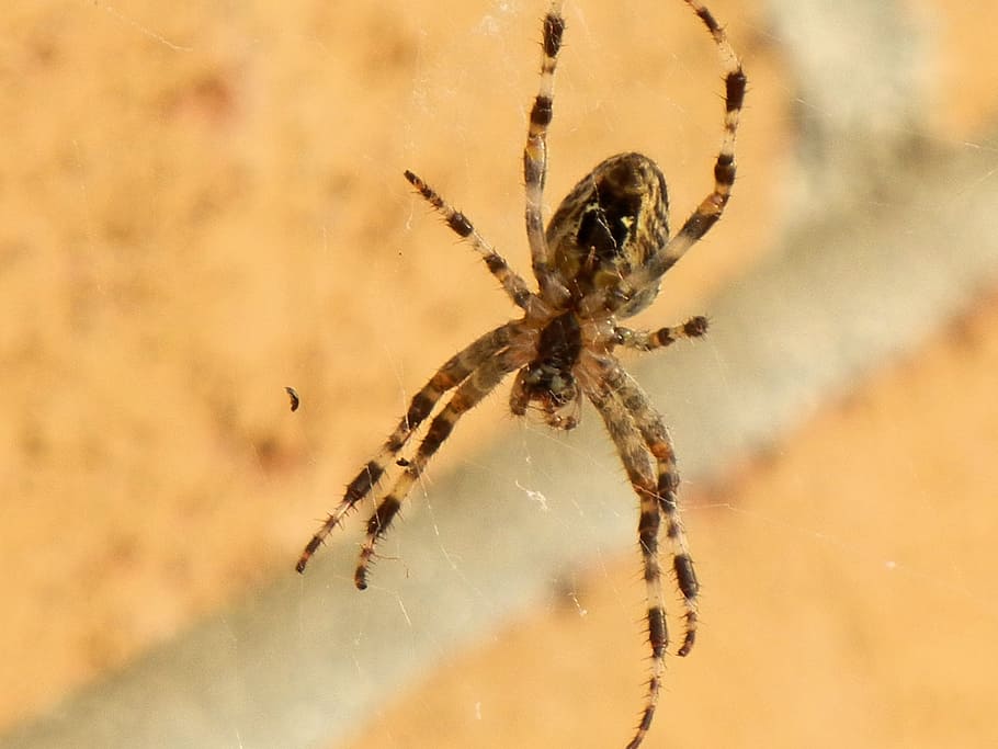 Spider, Insect, Brown, Spinning, Web, nature, one animal, animals in the wild HD wallpaper