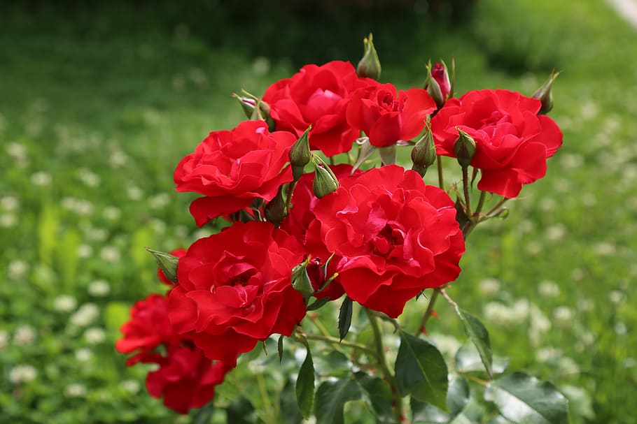 rose, roses, nature, plant, red rose, rose pictures, the rose garden, HD wallpaper
