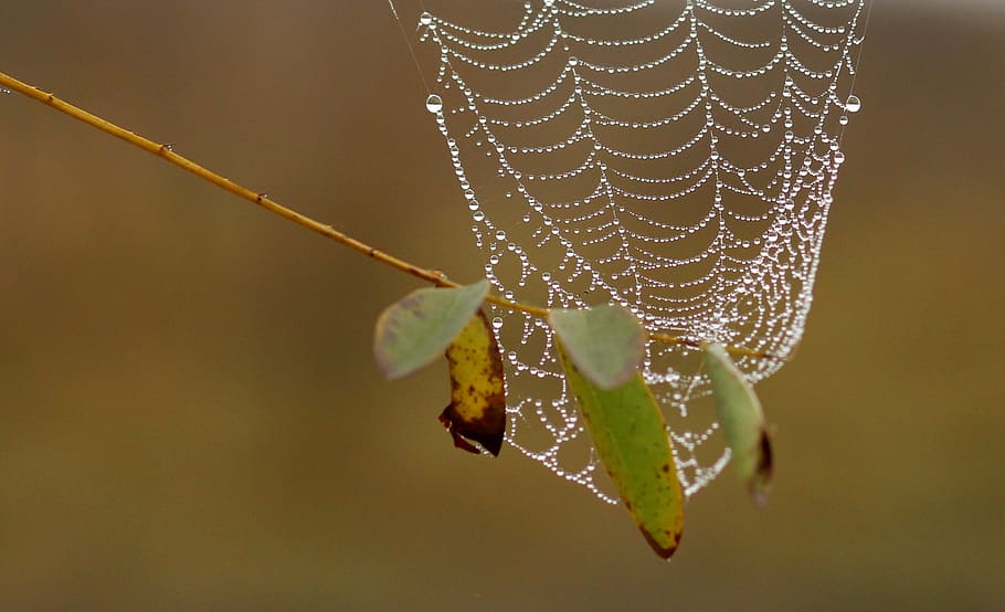 spider web, drops, dew, place, nature, focus on foreground HD wallpaper