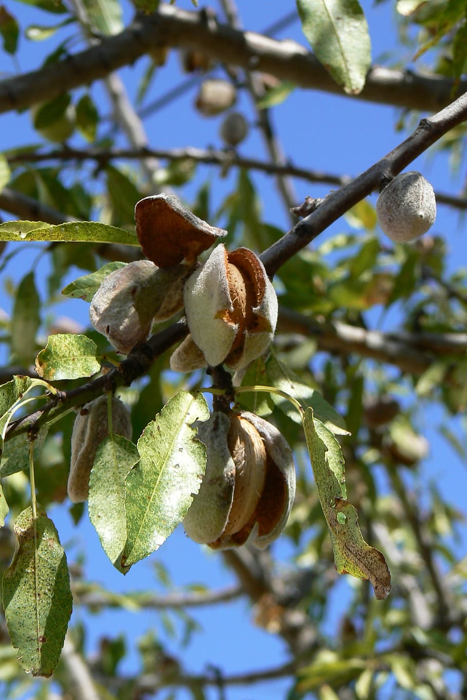 tree, fruit, branch, nature, plant, almond tree, almonds, growth, HD wallpaper