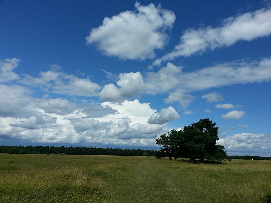 sky, clouds, heathland, landscape, plant, cloud - sky, environment HD wallpaper