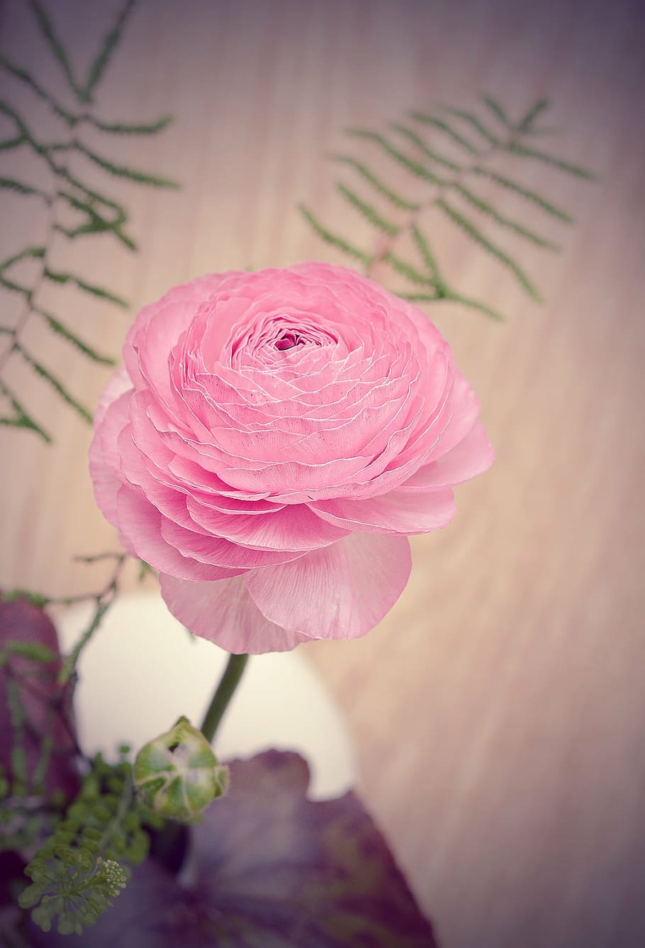 ranunculus, pink, blossom, bloom, flower, spring flower, schnittblume HD wallpaper