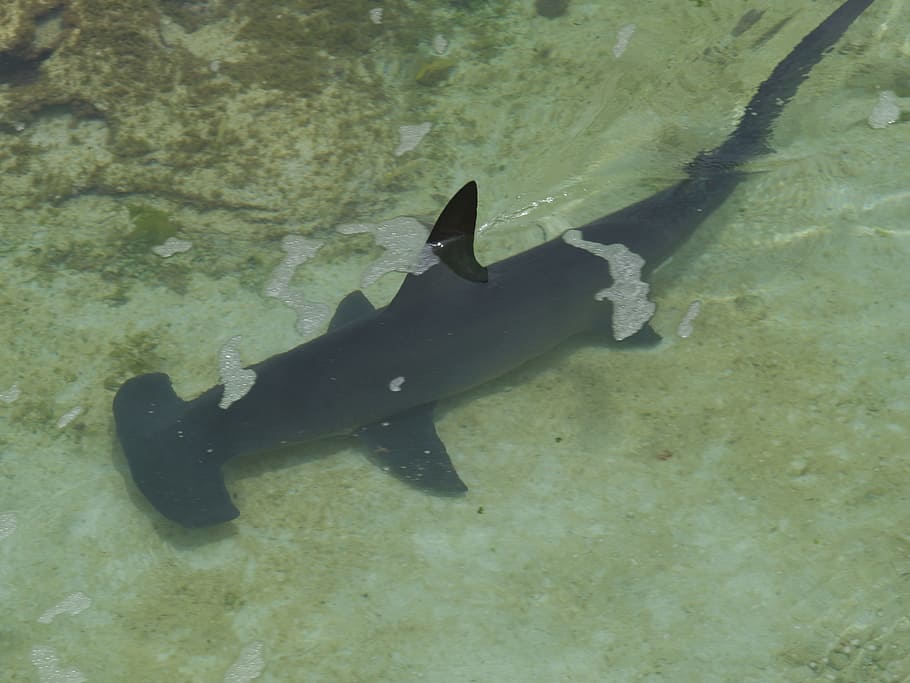 black fish on water, hammerhead shark, underwater, sea, wildlife HD wallpaper