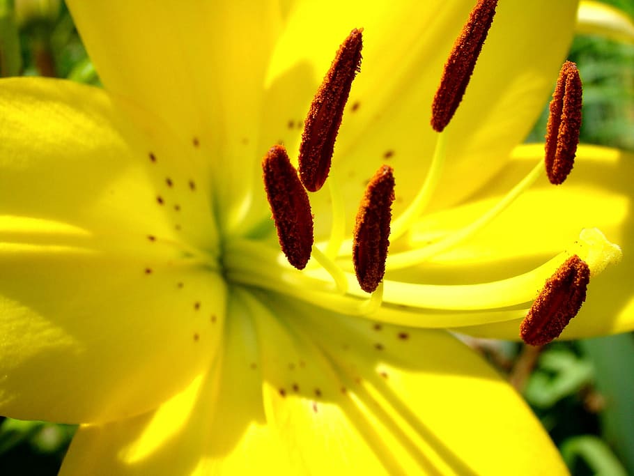 Macro, Yellow, Lily, Lily, Flower, Summer, bright, nature, plant HD wallpaper