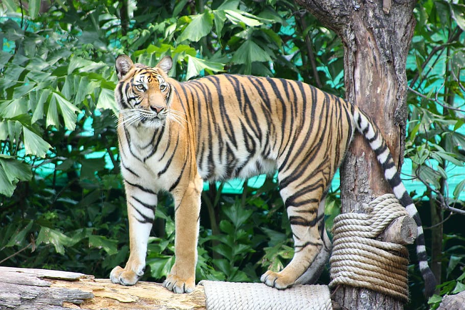 tiger, the prisoner, nature, zoo, stripe, yellow, black, tree, HD wallpaper