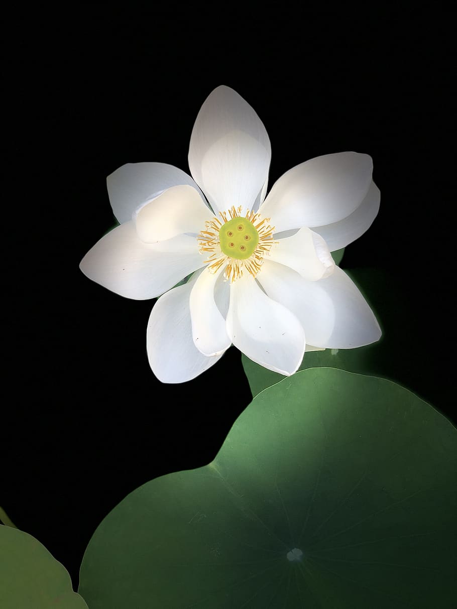 black background, lotus, outstanding, assorted, flowering plant HD wallpaper
