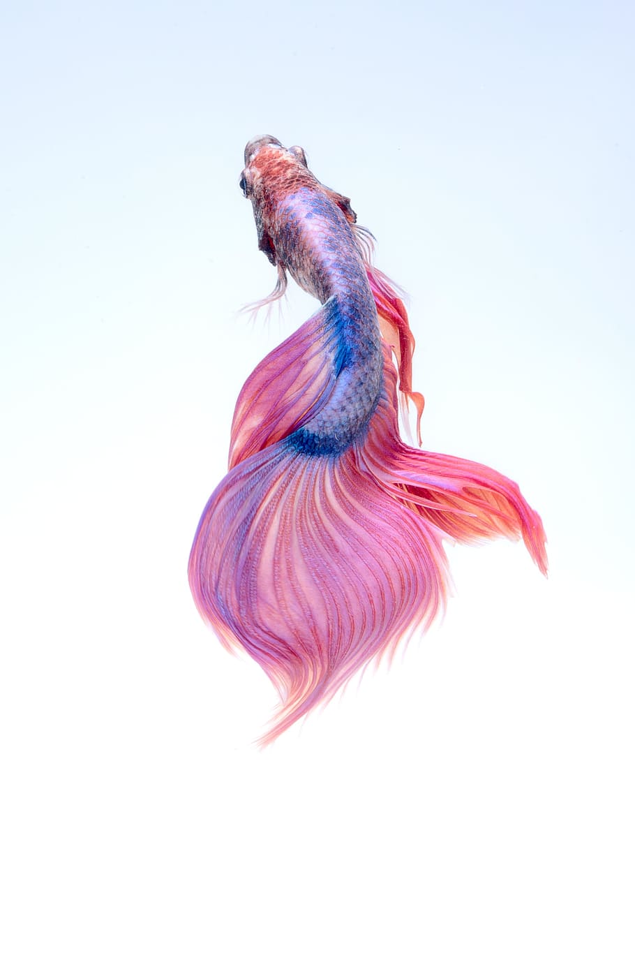 pink and blue Siamese fighting fish, underwater, red, betta, aquarium