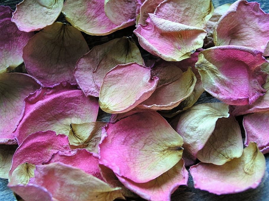 petals, background, flower, dried, full frame, backgrounds HD wallpaper