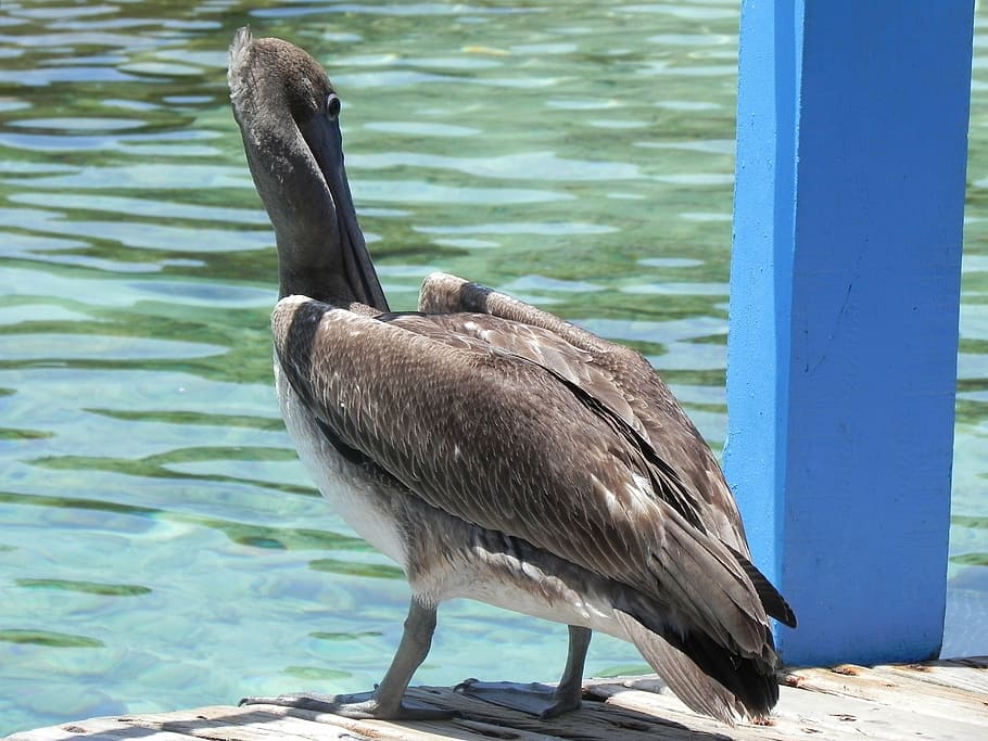 pelican, animals, ave, bird, nature, wildlife, beak, water HD wallpaper