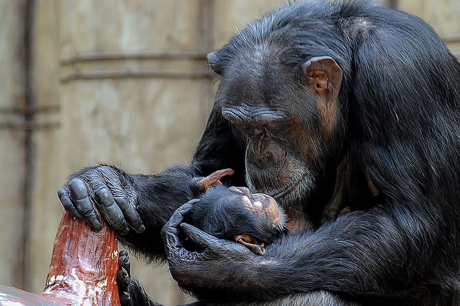 monkey, chimpanzee, primate, africa, zoo, animal, animal themes HD wallpaper