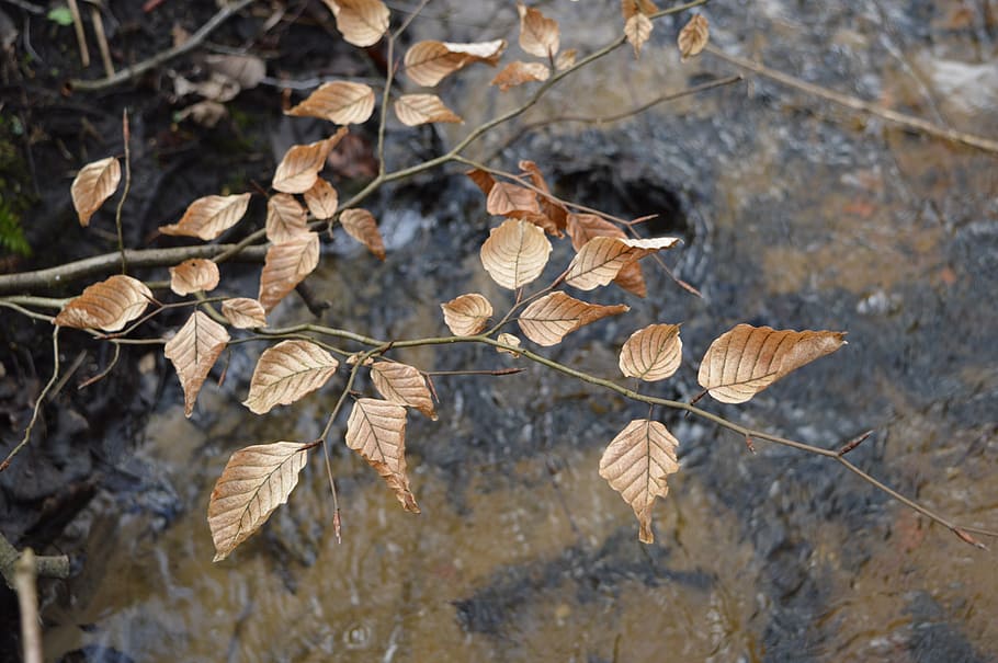 foliage, water, autumn, nature, tree, poland, landscape, forest HD wallpaper