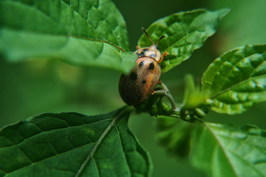Beetle, Ladybug, Leaves, Garden, Bugs, el salvador, botanical garden HD wallpaper