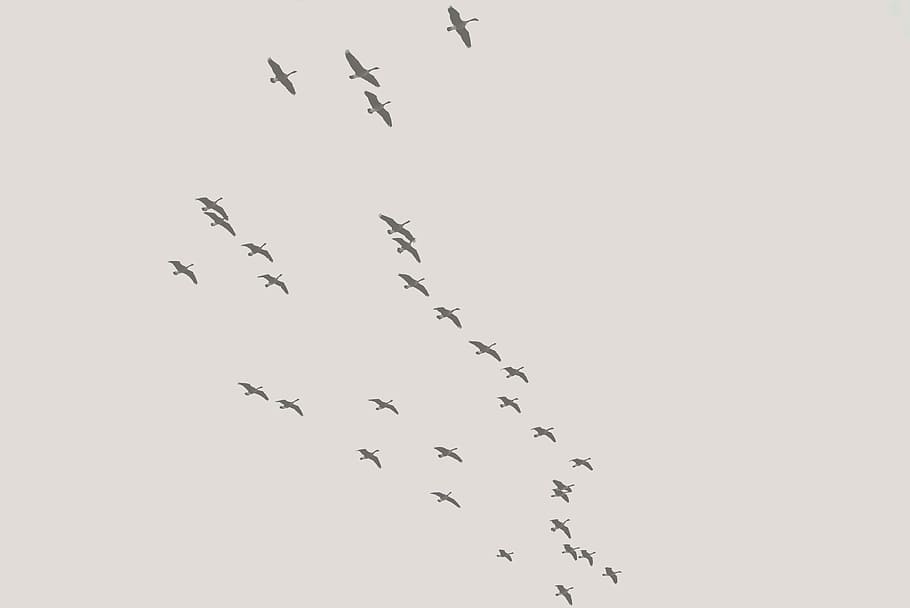 Birds, Wing, White, Silhouette, sky, flying, air, summer, wildlife HD wallpaper