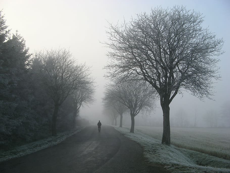 alone, cold, foggy, zing, frost, frozen, gloomy, hazy, ice HD wallpaper