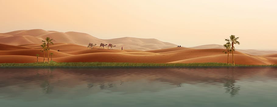 camel walking illustration, oasis, desert, caravan, palm trees