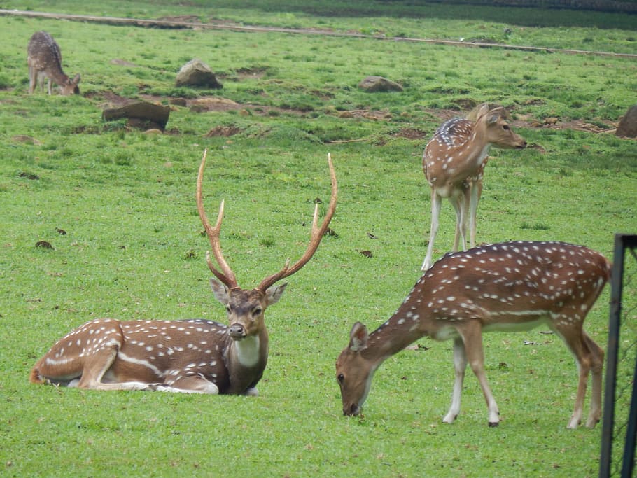 Deer, Park, Bogor, Nature, Wildlife, mammal, animal, forest HD wallpaper