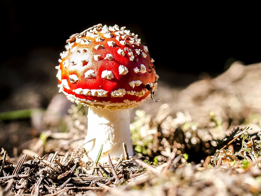 mushroom, fly agaric, nature, fungus, fly Agaric Mushroom, poisonous HD wallpaper