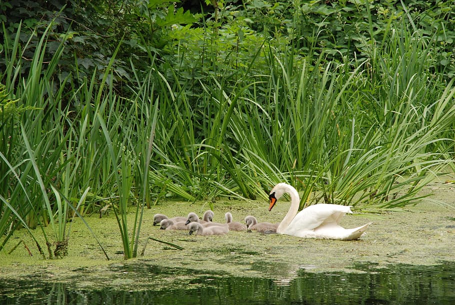 Swan, Bird, Chicks, young, swimming, safely, water, nature HD wallpaper