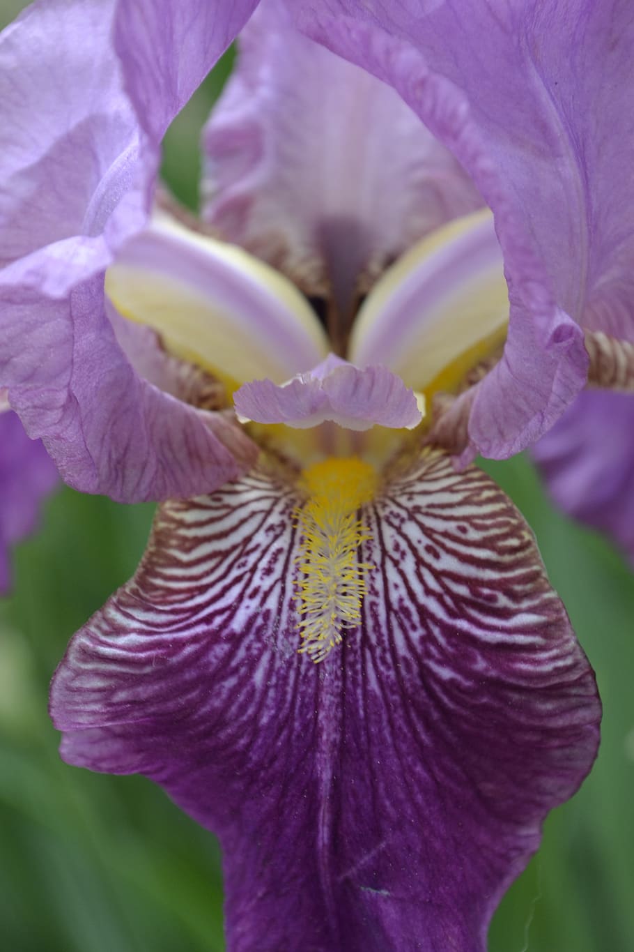 flower, purple, iris, spring, purple flower, spring flower HD wallpaper