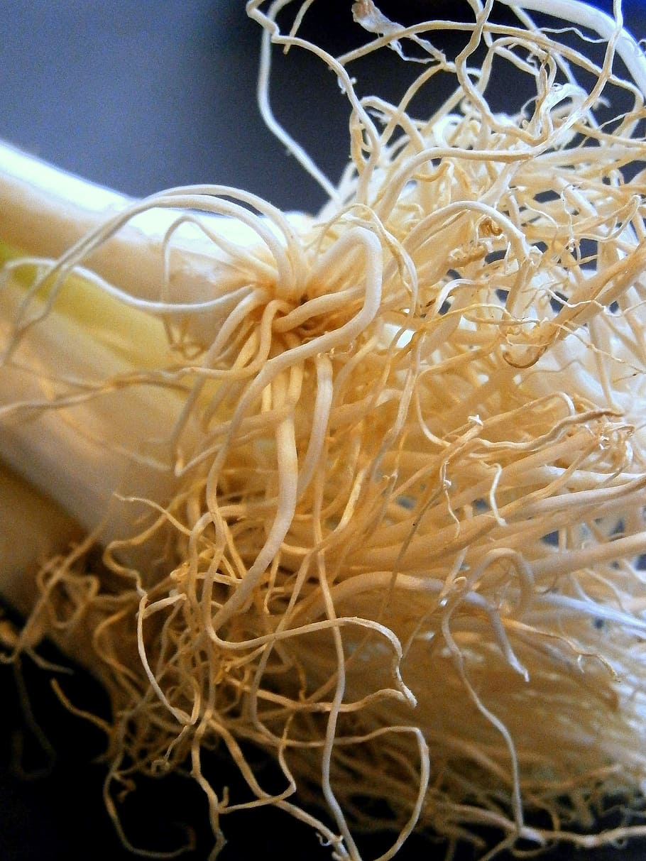 root, leek, onion, spring onion, onions, plant, vegetables HD wallpaper