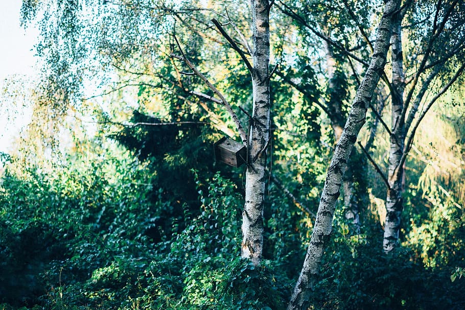 forest, trees, birch, nature, green, summer, wood, environment HD wallpaper