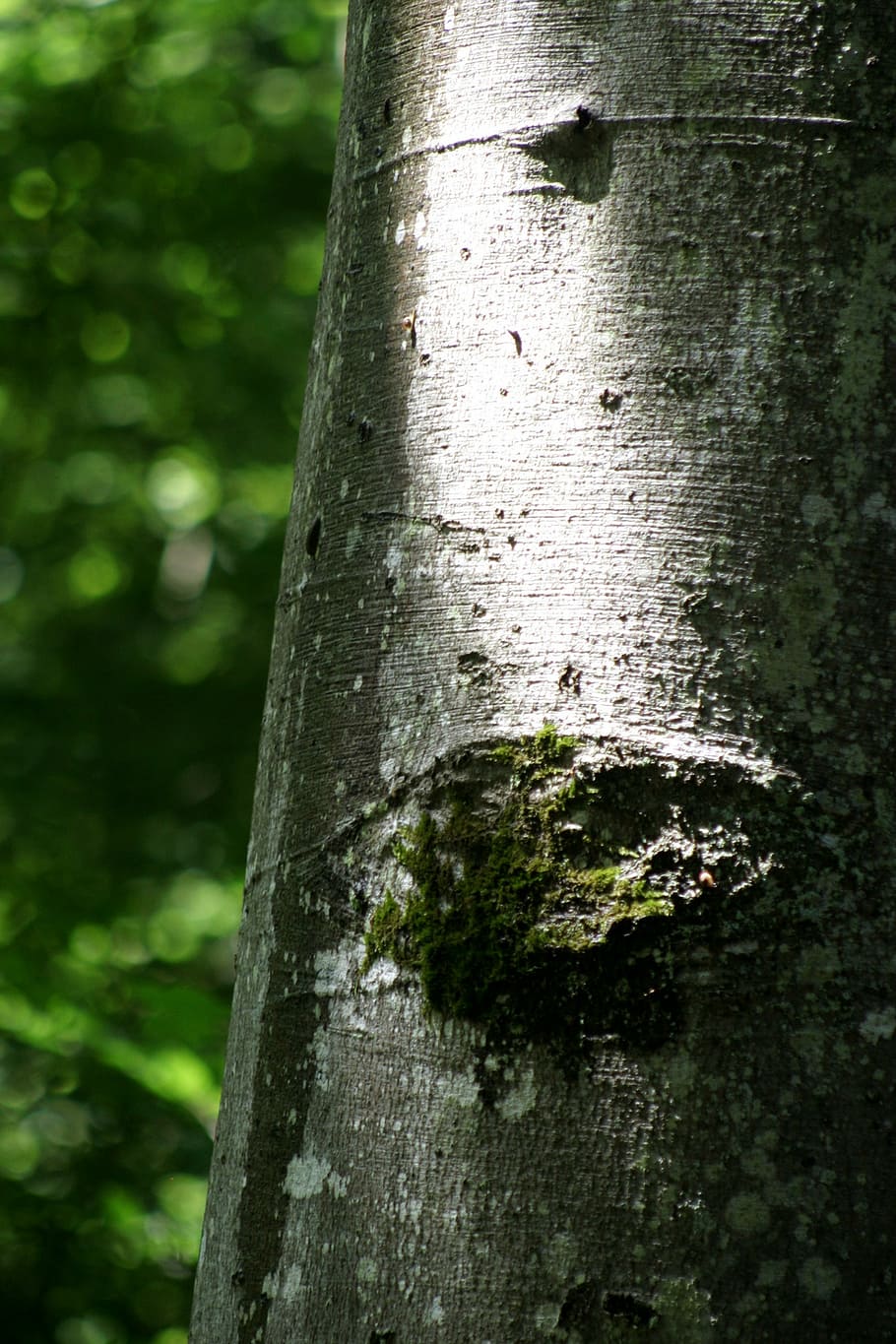 beech, booking master, forest, tree, nature, log, bark, grey HD wallpaper