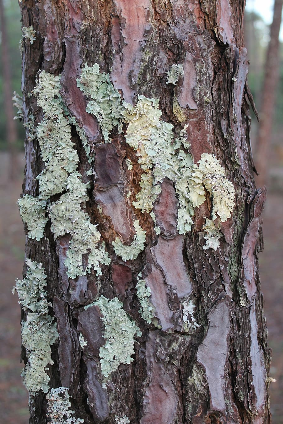 pinheiro, flying, shell, tree, nature, forest, tree Trunk, bark HD wallpaper