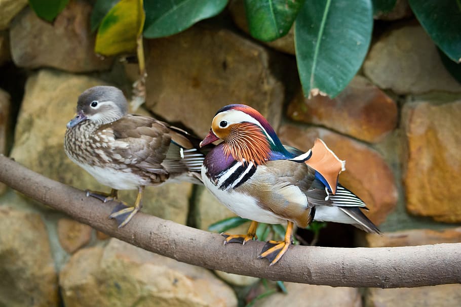 two short-beak brown and multicolored birds, mandarin ducks, pair