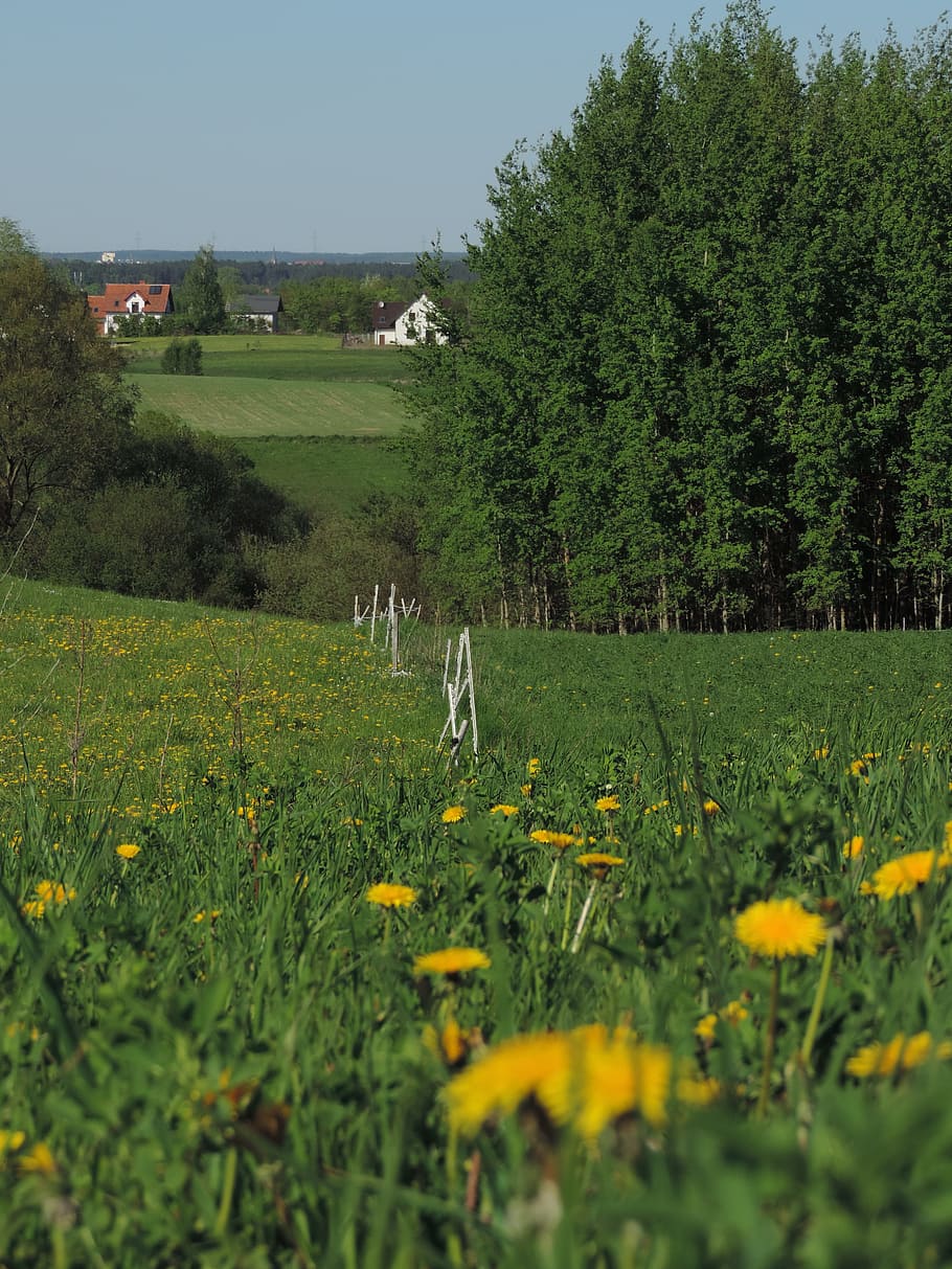 poland, landscape, m, masuria, ostpreußen, plant, green color HD wallpaper