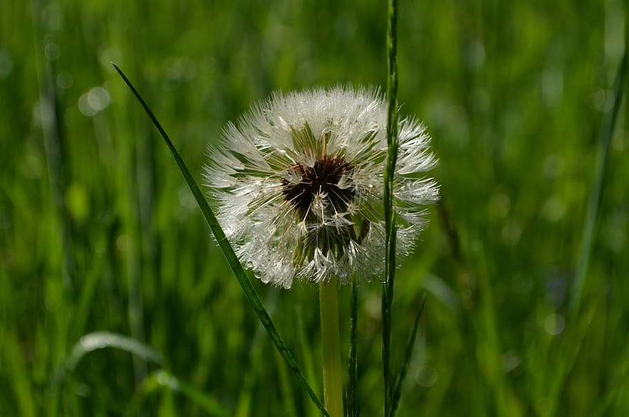 faded dandelion, fluff, plant, flower, flowering plant, freshness HD wallpaper