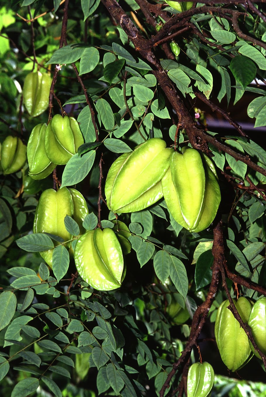carambola, starfruit, exotic, fruits, green, leaf, plant part