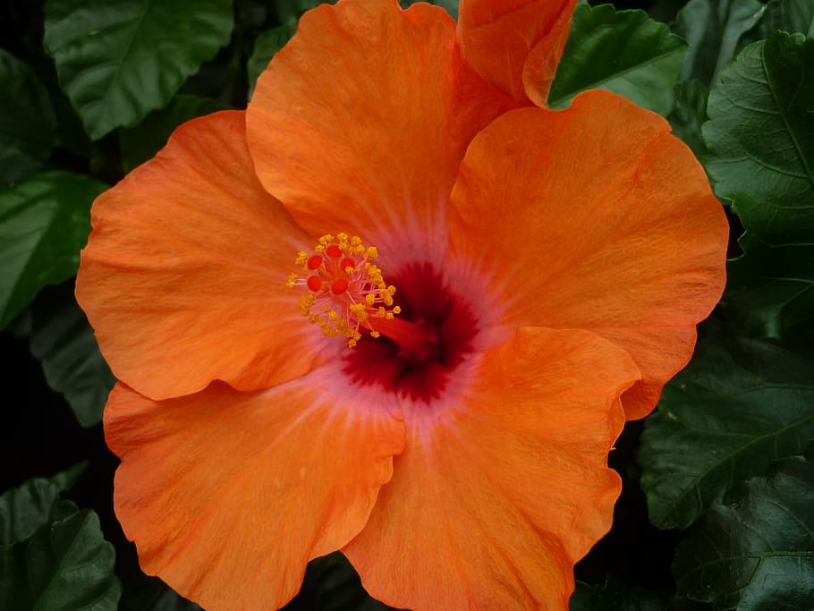 Hibiscus, Magnificent, Orange Blossom, tropical, houseplant, HD wallpaper