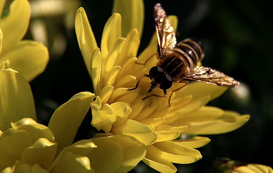 chrysanthemum, bee, bright, insect, nature, pollen, flowering plant HD wallpaper
