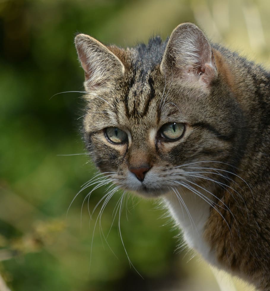 animals, cat, attention, domestic Cat, pets, nature, outdoors HD wallpaper