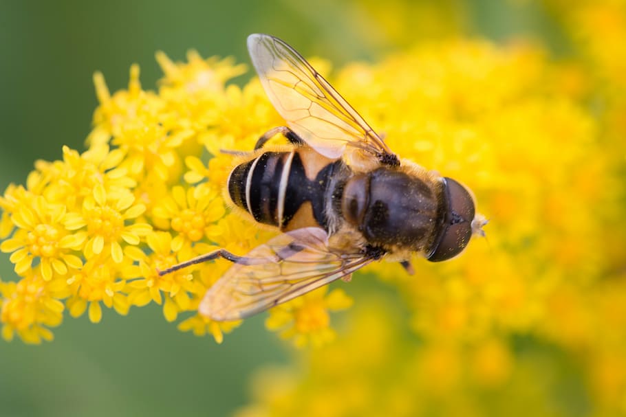 bee, yellow flower, insects, macro, one animal, animals in the wild HD wallpaper