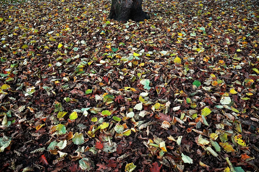 assorted leaves near tree trunk, withered leaves on ground, nature HD wallpaper