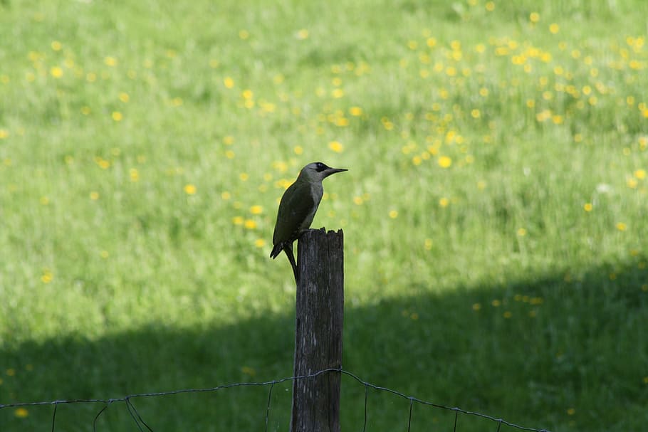 gruensprecht, post, meadow, animal themes, vertebrate, bird HD wallpaper