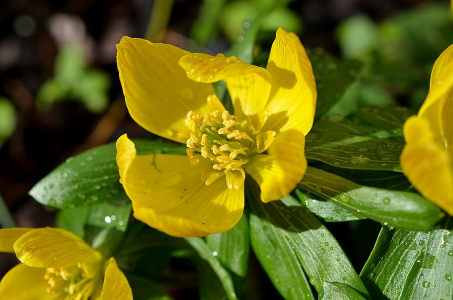 winterling, spring, macro, harbinger of spring, flowers, yellow HD wallpaper