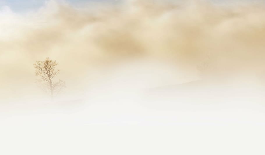 untitled, fog, tree, desert, sky, earth, beige, winter, nature HD wallpaper