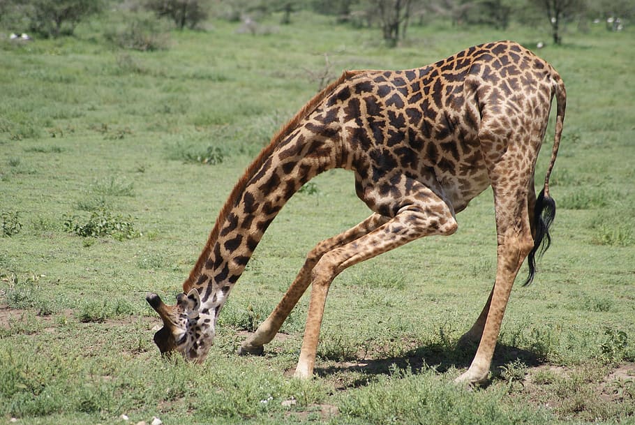 giraffe, africa, animals, drinking, animal wildlife, animal themes HD wallpaper