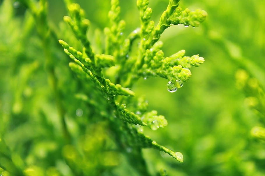 light, water, summer, garden, blur, branch, bright, close-up HD wallpaper