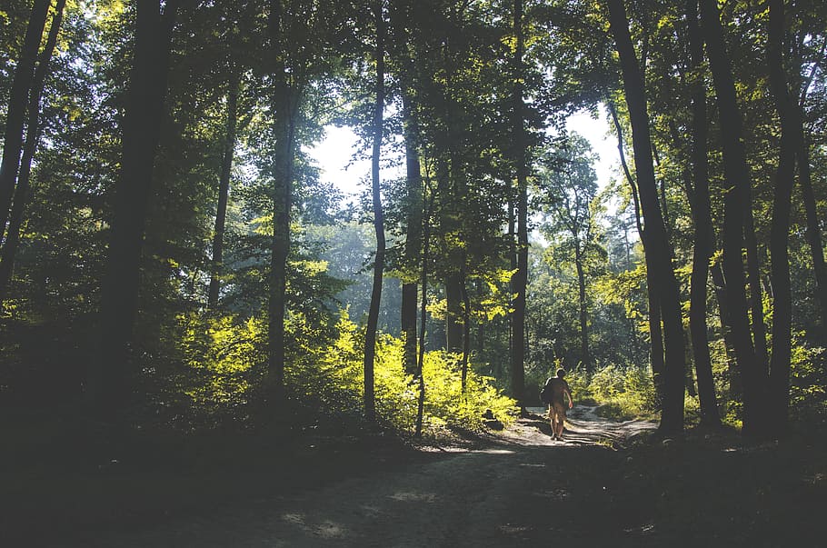 person walking on path surrounded by green leafed trees, man walking on path in forest during daytime HD wallpaper