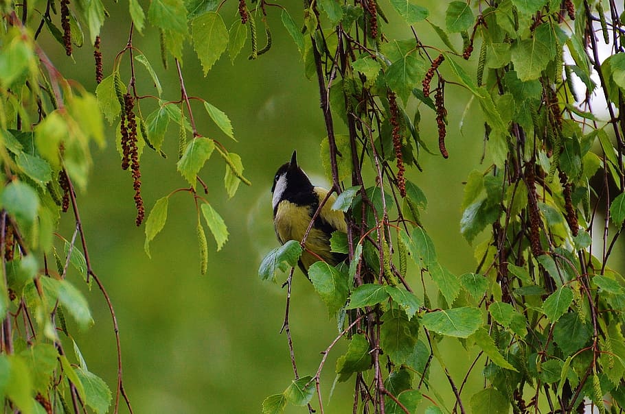 tit, bird, fly, nature, small bird, animal, vertebrate, animal themes HD wallpaper